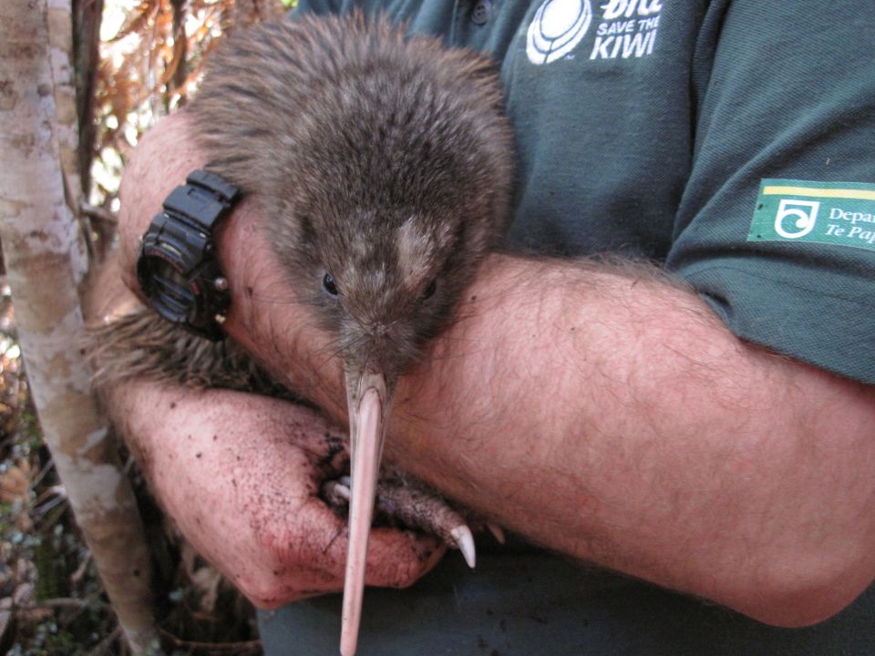 Contact DOC to find out how to help kiwi near you. Image: LEARNZ.