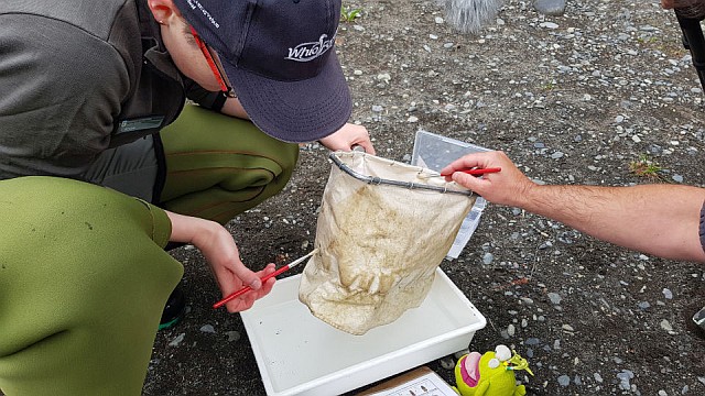 Invertebrates as an indicator of stream health.