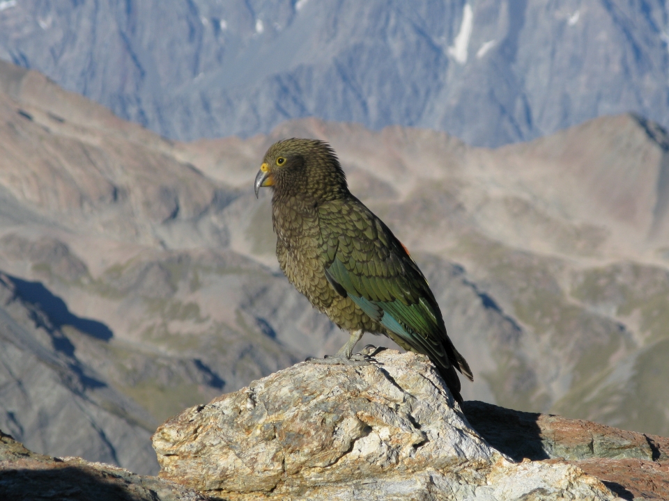 More about kea - Image: LEARNZ.