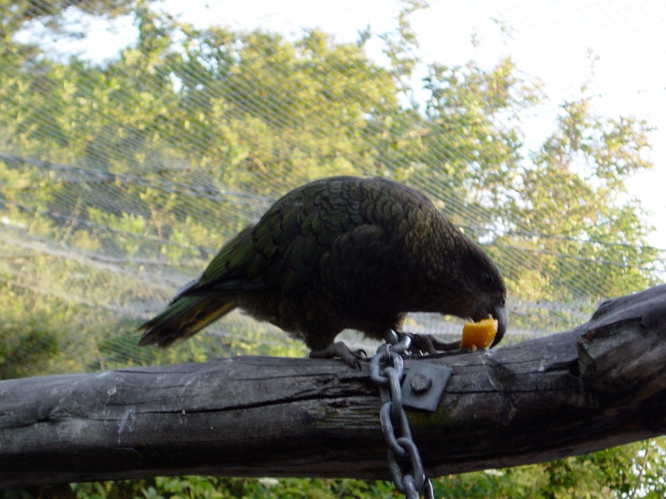 Kea in captivity can help with education, research and breeding programmes. Image: Jon Sullivan.