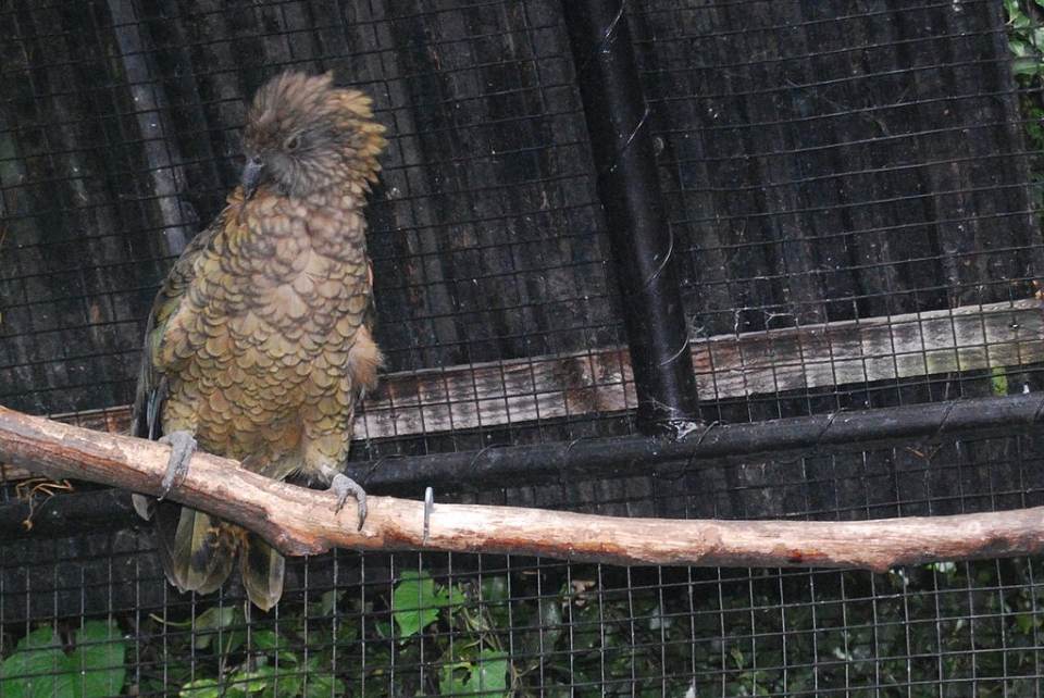 Kea can only be kept in captivity by organisations with a permit and strict standards must be met to ensure kea welfare. Image: Public Domain.