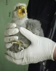 Kea chick at Hamilton Zoo 2009. Captive kea could help with future breeding programmes. Image: Hanna Jensen.