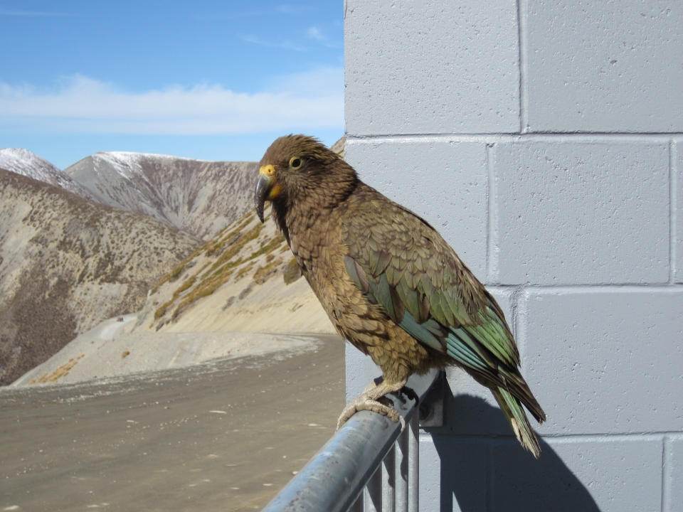 Kea are olive-green with scarlet underwings. Image: LEARNZ.