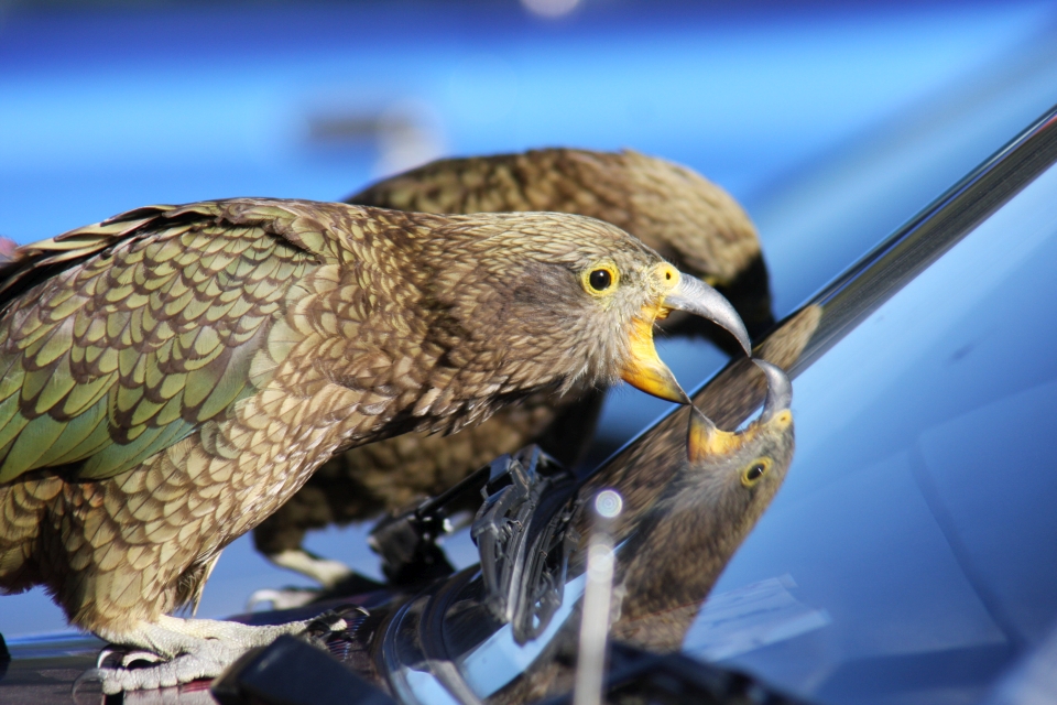 Kea are very curious and can be quite destructive. Kea often tear at rubber seals and windscreen wipers on cars. Image: Andy Newman.