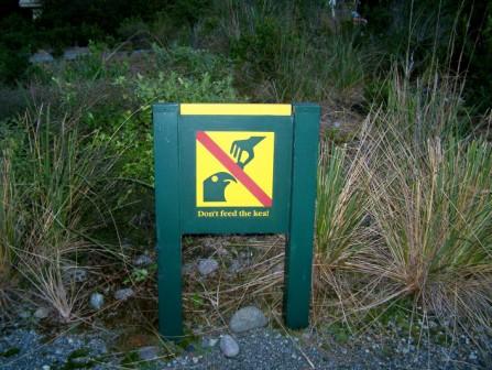 People should not feed kea as it encourages them to scavenge and they can become a problem in alpine towns and villages. Image: Public Domain.