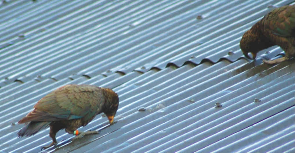 Kea can suffer from lead poisoning after chewing on lead flashing and lead-head nails. This can lead to sickness and even death. Image: Corey Mosen.