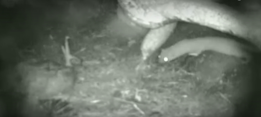 Stoats and possums can kill kea chicks and have been seen on nest monitoring cameras. Image: Kea Conservation Trust.