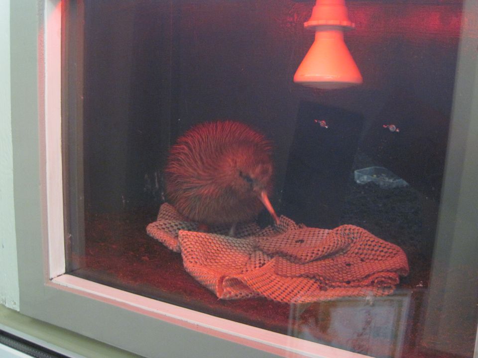 A kiwi in a brooder pen. Image: LEARNZ.