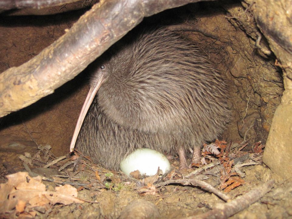 A kiwi burrow is usually lined with soft leaves, grass and moss. Image: LEARNZ.