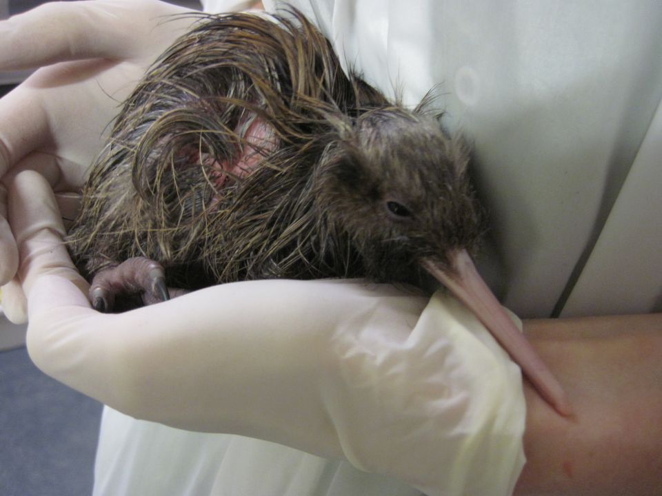 A newly hatched kiwi chick. Image: LEARNZ.