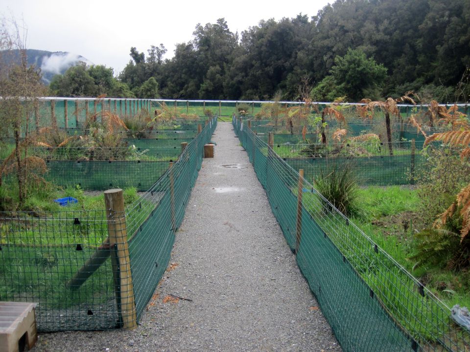 A kiwi creche helps the young kiwi learn important survival skills. Image: LEARNZ.