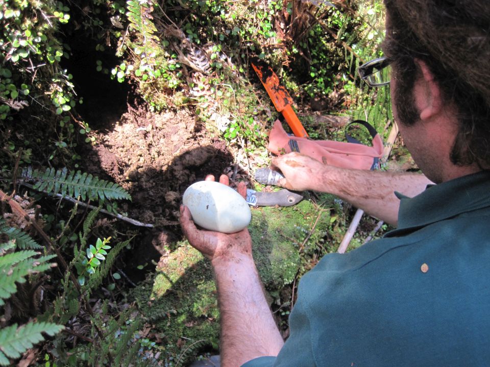 The kiwi egg is carefully removed from the burrow. Image: LEARNZ.