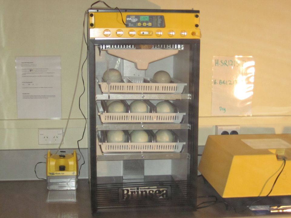 Kiwi eggs in an incubator. Image: LEARNZ.