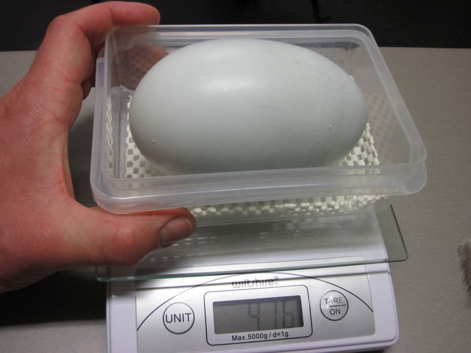 Kiwi eggs are one of the largest eggs in the world. Image: LEARNZ