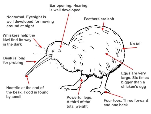Kiwi drawing with features labelled - Image: LEARNZ.