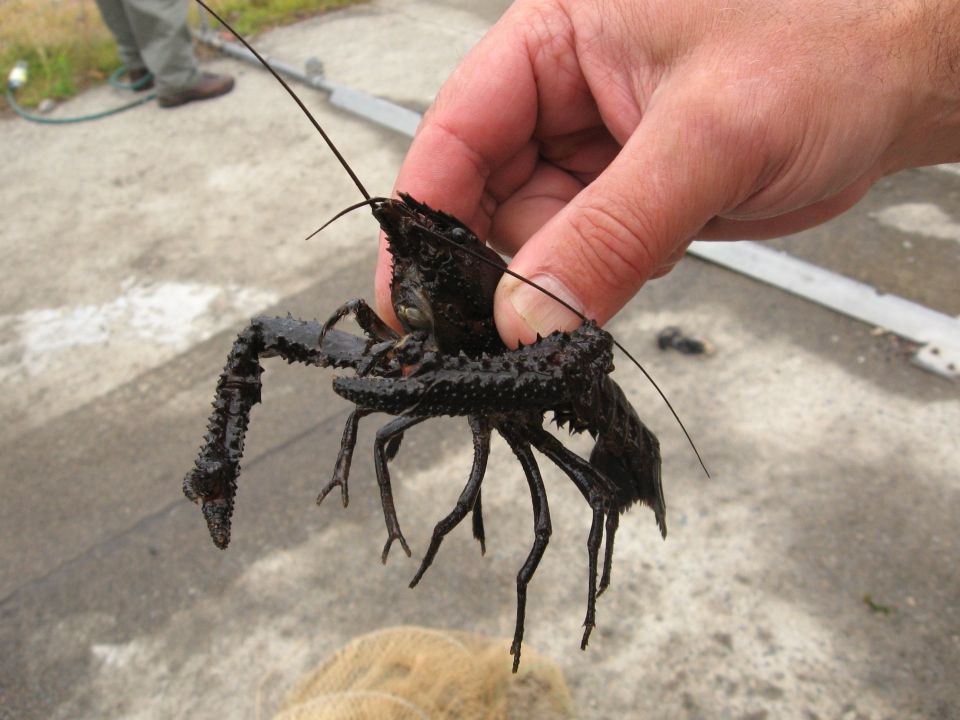 Some kiwi are known to capture and eat freshwater crayfish koura. Image: LEARNZ.