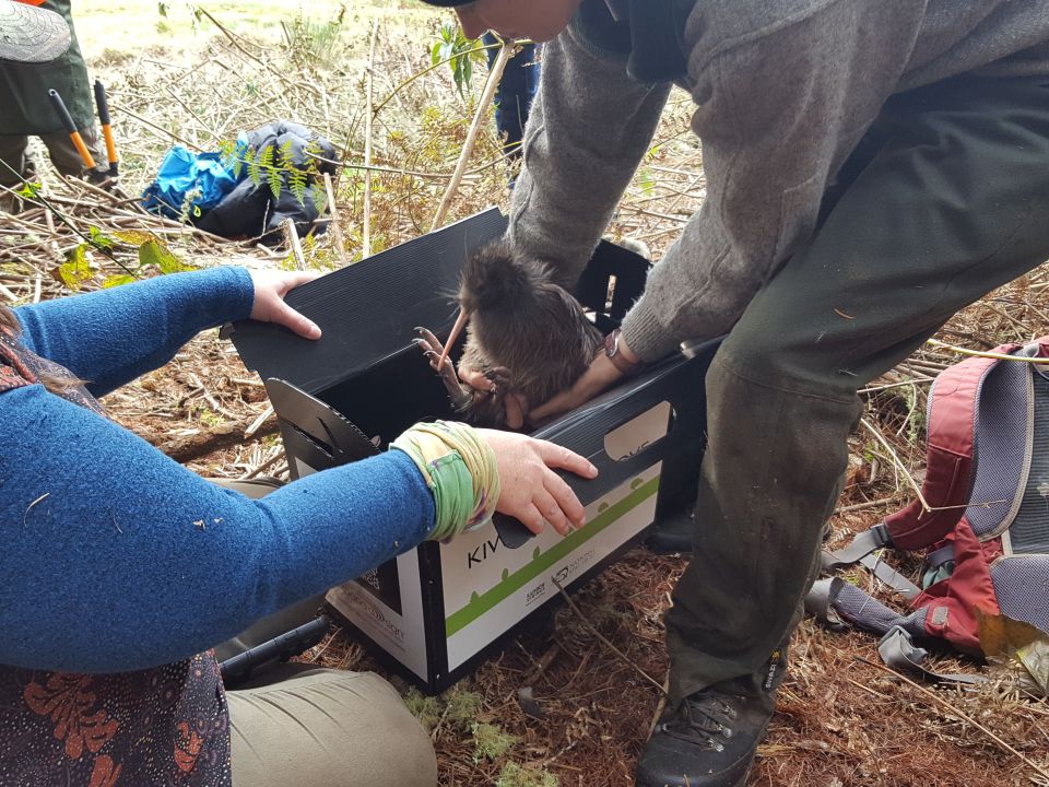 A young kiwi is placed into a secure box ready for transportation back to Tongariro Forest. Image: LEARNZ.