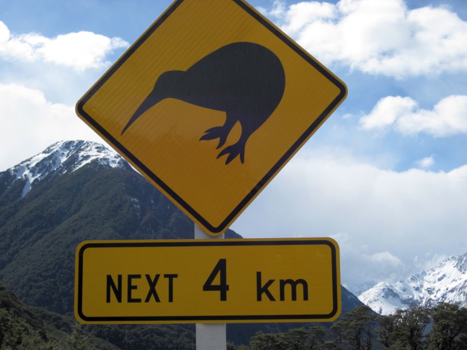 Today, many roads cross through kiwi territory. Image: LEARNZ.