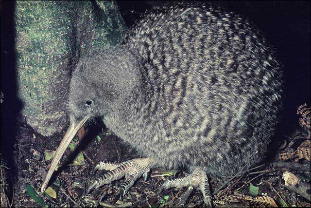 Great spotted kiwi - Image: LEARNZ.