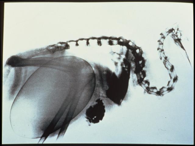 Kiwi x-ray showing egg - Image: DOC.