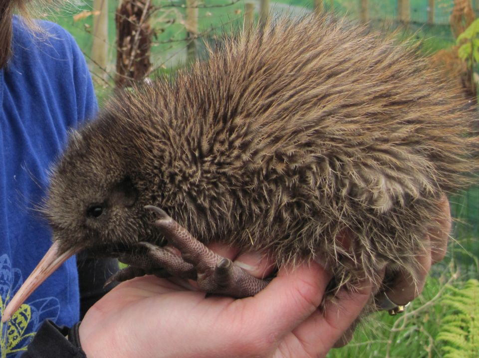 Young kiwi grow slowly until they are about four years old. Image: LEARNZ.