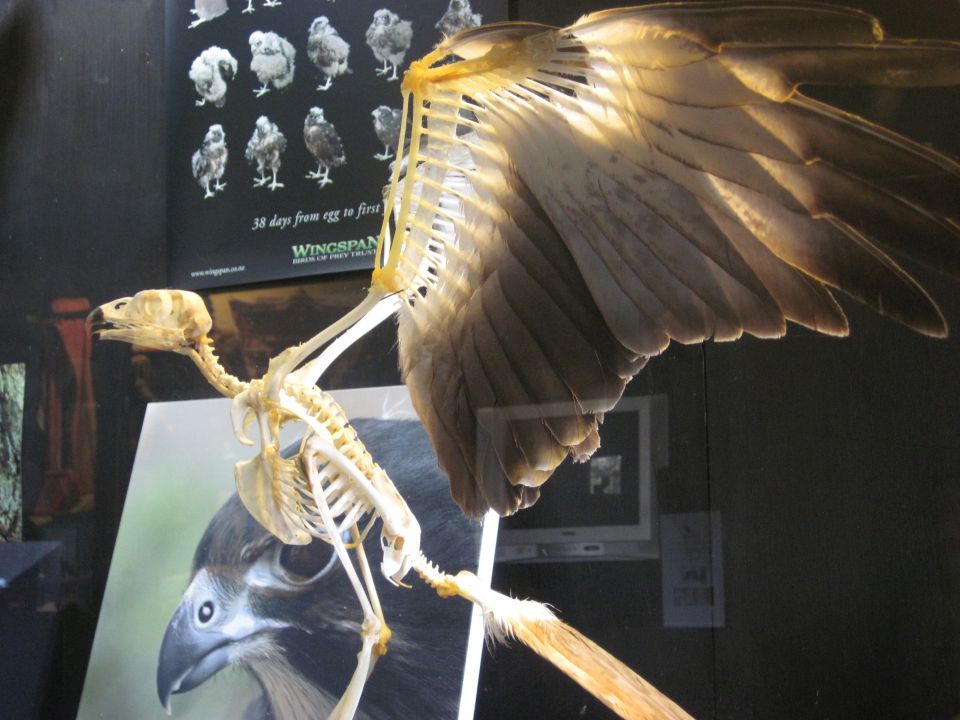 Most birds fly, have feathers, wings and light bones. Image: LEARNZ.