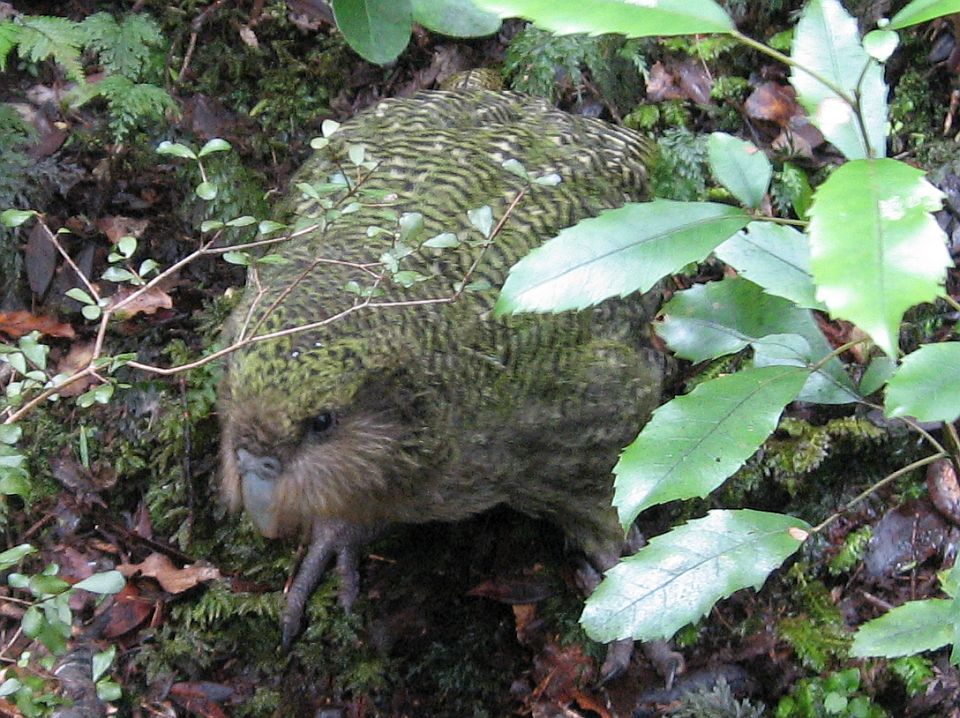 Like the kiwi, kākāpō developed special characteristics to help it survive, including becoming flightless. Image: LEARNZ.