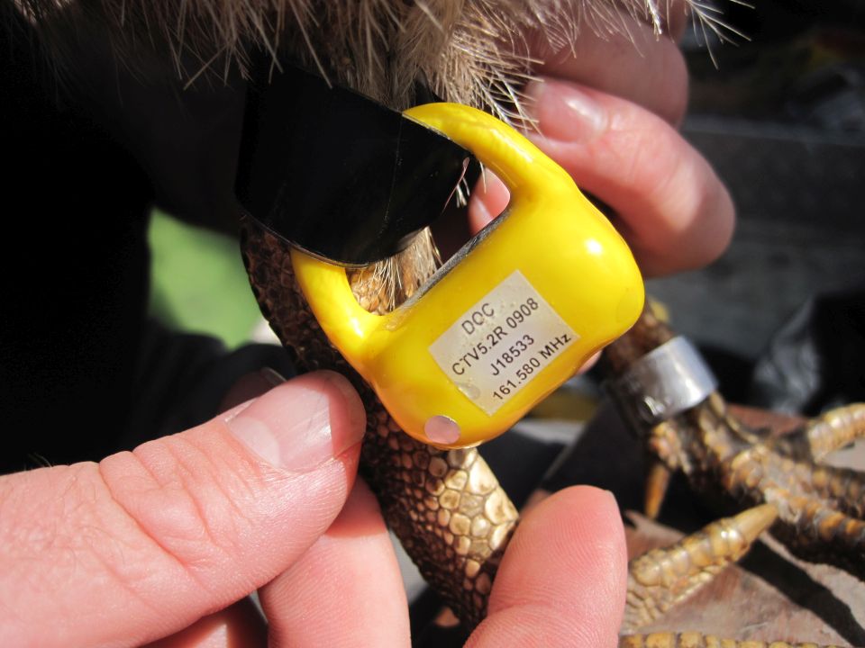 As part of Operation Nest Egg, transmitters are attached to the legs of adult kiwi so the birds can be located to see if they are nesting. Image: LEARNZ.