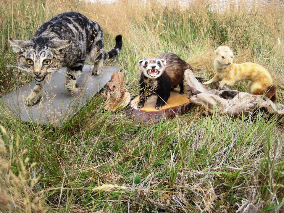 The main predators of kiwi are stoats (centre) and cats, which prey on young kiwi during their first three months of life. Image: LEARNZ.