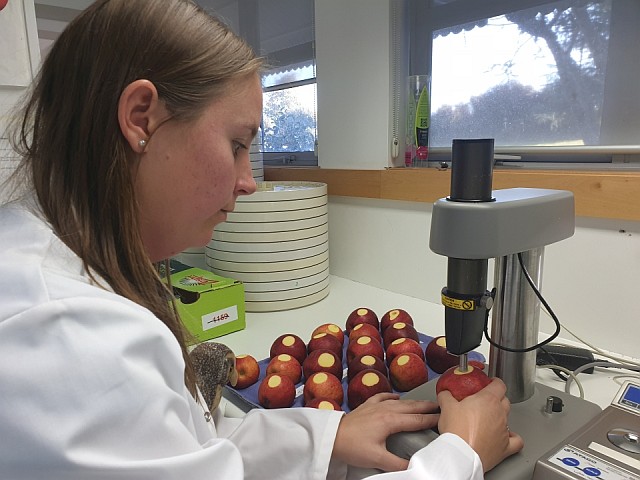 Testing the firmness of apples.