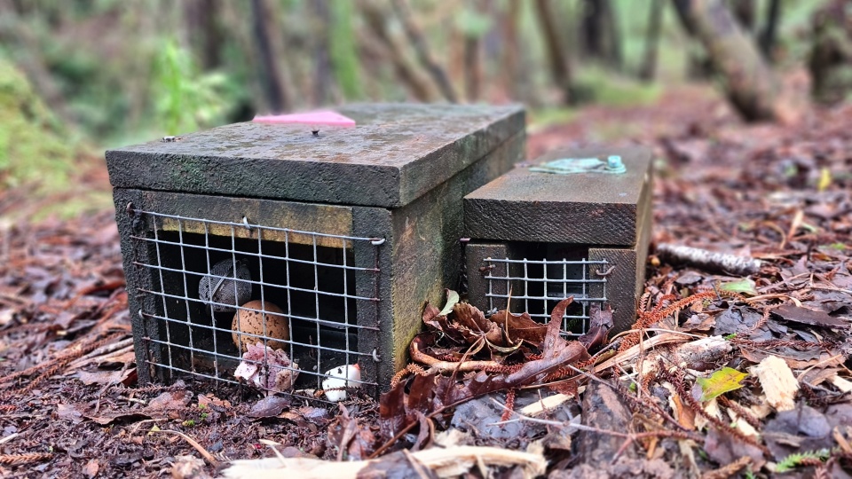 Pure Salt has cut over 17 kilometres of track-lines, creating a network of 200 traps which they regularly check and maintain. Image: LEARNZ.