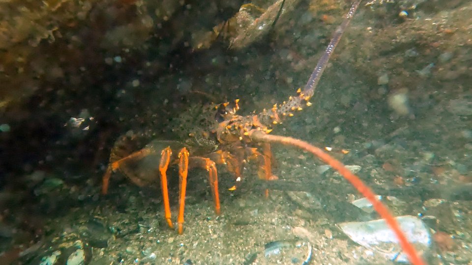 Fiordland’s marine reserves are an important tool for ensuring our marine biodiversity is maintained in a healthy state. Image: LEARNZ.