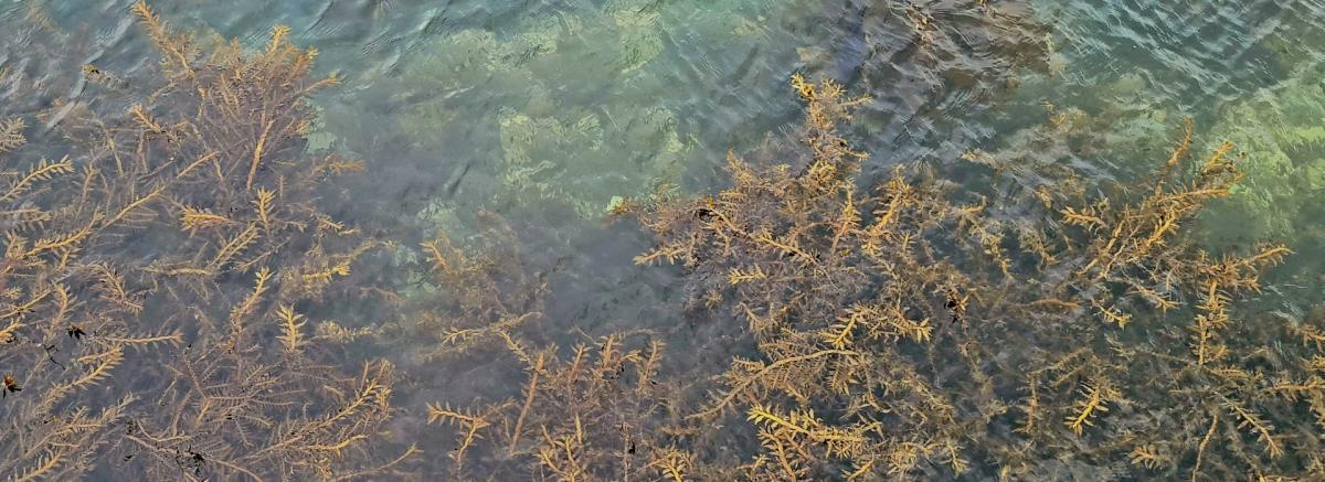 Seaweed in Pōneke Wellington