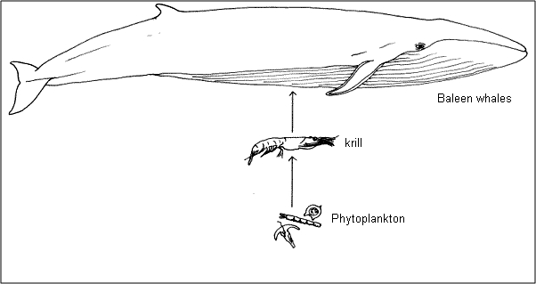 antarctic food pyramid