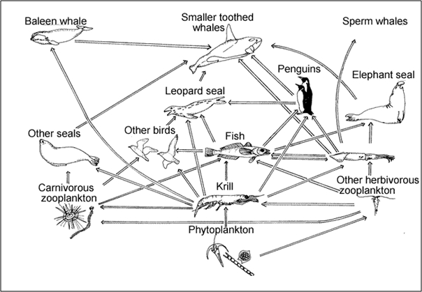 ocean ecosystem producers consumers decomposers