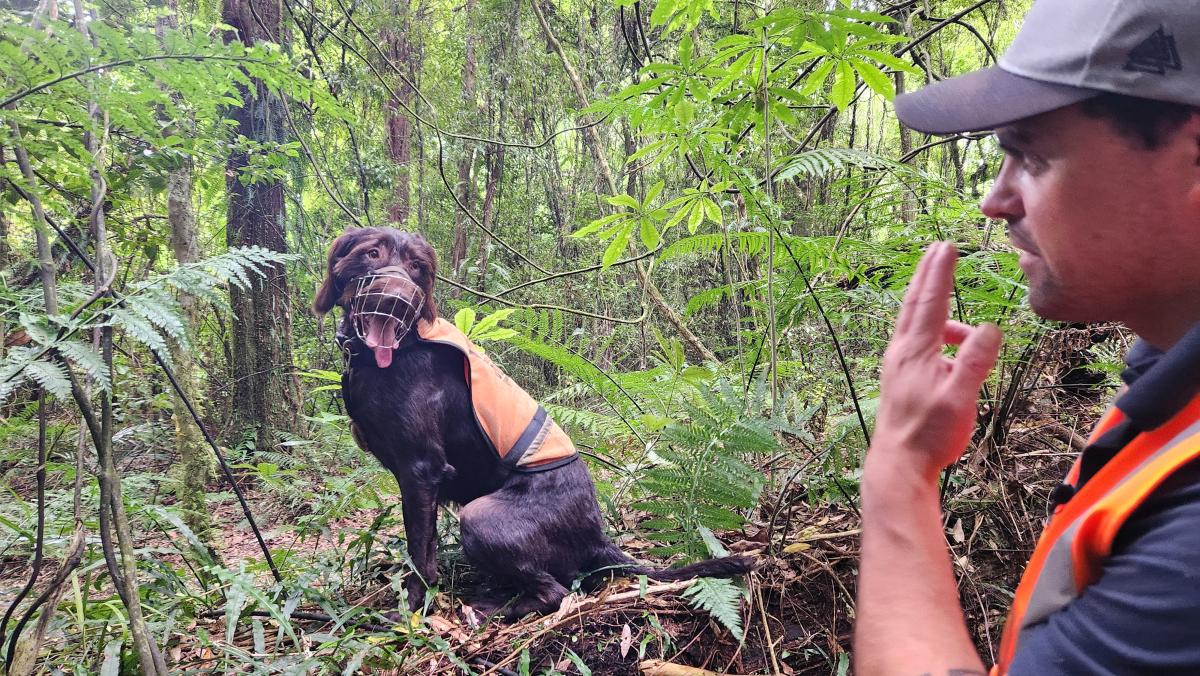 Specially trained dogs are used to help find kiwi in the wild before they are fitted with transmitters. Image: LEARNZ.