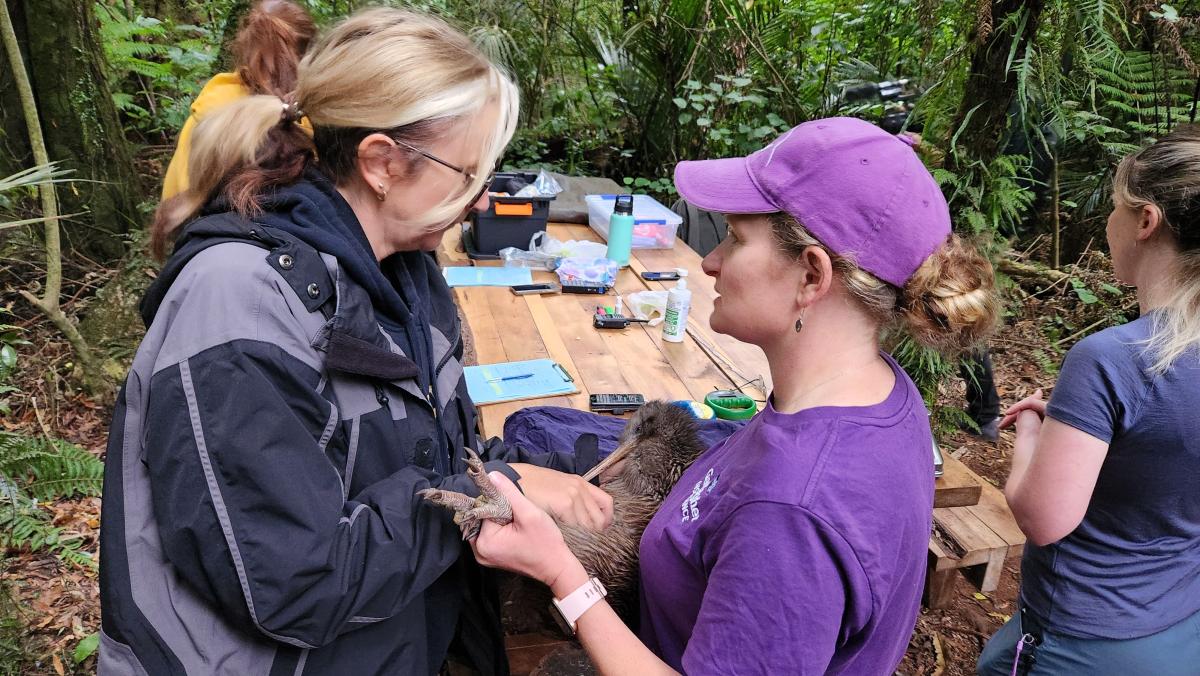 Every year there is a kiwi ‘muster’ at Sanctuary Mountain Maungatautari, where birds are gathered, given health checks, and translocated to other wild areas across the North Island. Image: LEARNZ.