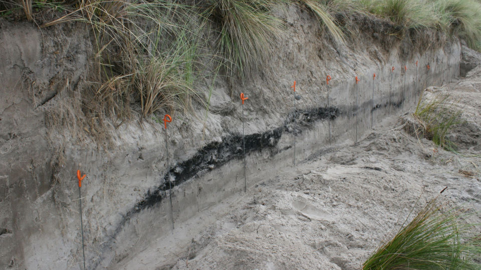 Middens are old rubbish dumps that contain shells, bones, artefacts, charcoal, and sometimes oven stones. Image: Louise Furey.