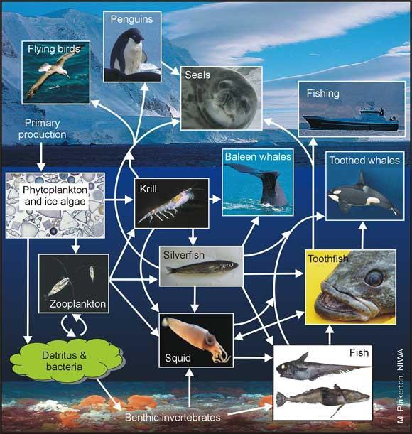 marine ecosystems food web