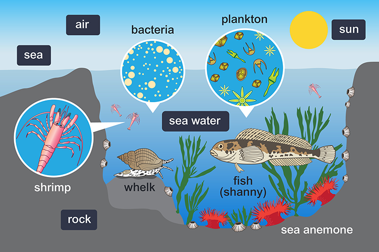 Healthy Ecosystems LEARNZ